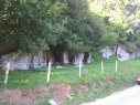 Hilera de avellanos